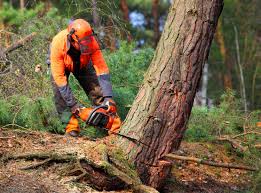 How Our Tree Care Process Works  in  Iroquois Point, HI