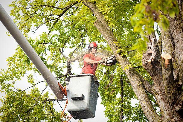 Iroquois Point, HI Tree Care  Company